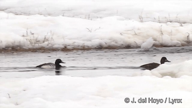 Greater Scaup - ML201431741