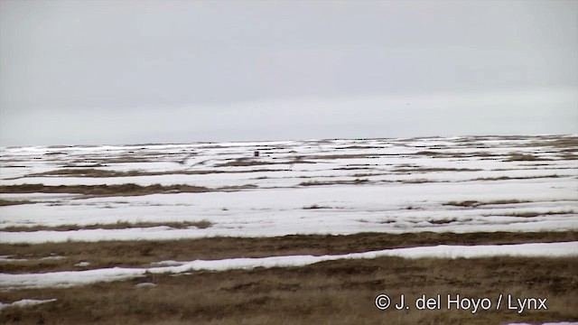 אווז לבן-מצח (מערבי) - ML201431761