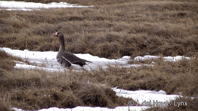 Greater White-fronted Goose (Western) - ML201431771
