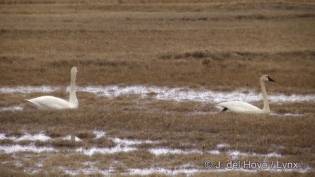 Tundra Swan (Whistling) - ML201431821