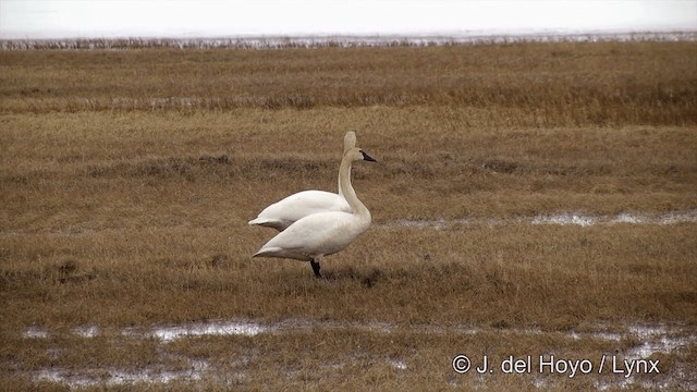Tundra Swan (Whistling) - ML201431831