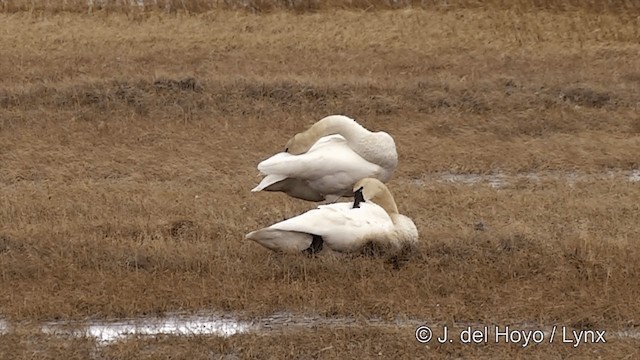 Tundra Swan (Whistling) - ML201431841
