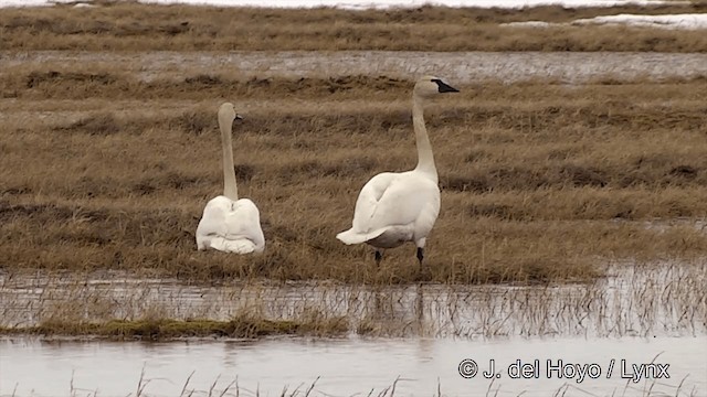 Tundra Swan (Whistling) - ML201431861
