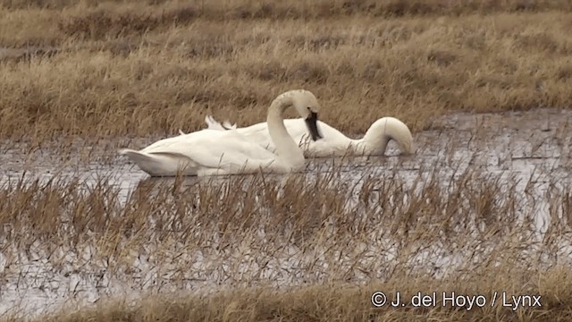 Tundra Swan (Whistling) - ML201431871