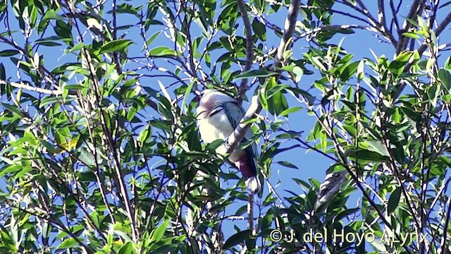 Many-colored Fruit-Dove - ML201432161