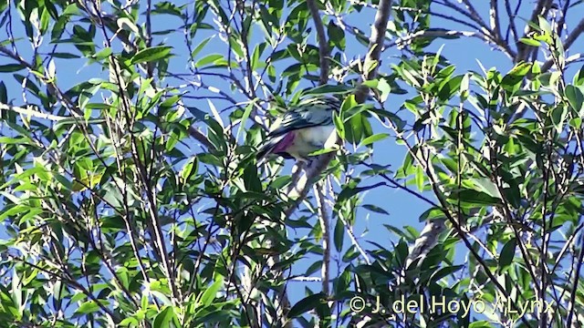 Many-colored Fruit-Dove - ML201432171