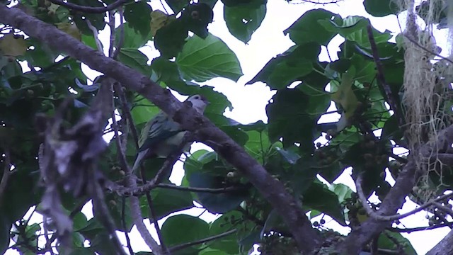 Many-colored Fruit-Dove - ML201432181