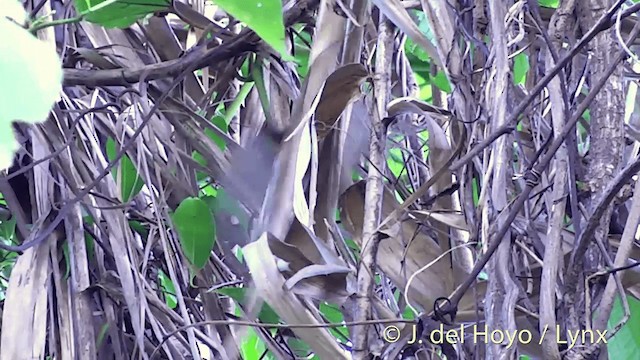 Fiji Shrikebill (Fiji) - ML201432331