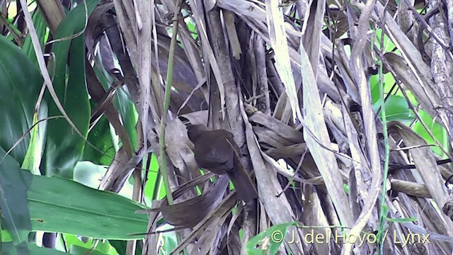 フィジーオオハシヒタキ（vitiensis グループ） - ML201432341
