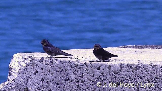 Pacific Swallow (Pacific) - ML201432391