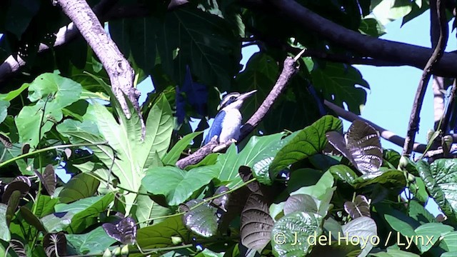Pacific Kingfisher (Fiji) - ML201432481