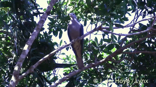 Фиджийский плодовый голубь - ML201432521