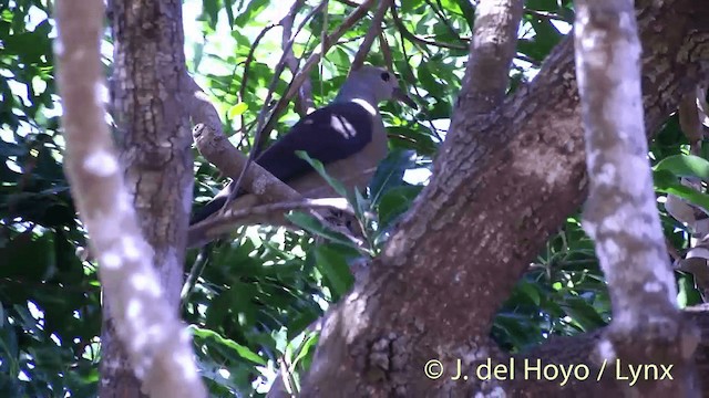 Фиджийский плодовый голубь - ML201432531