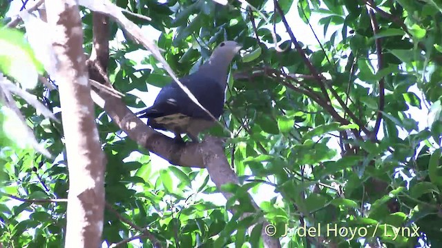 Фиджийский плодовый голубь - ML201432551