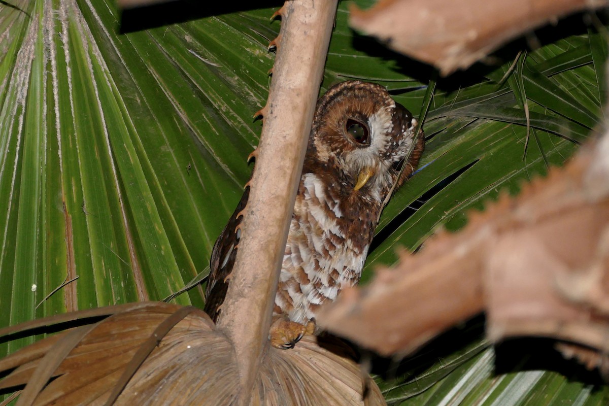 African Wood-Owl - Peter Kaestner