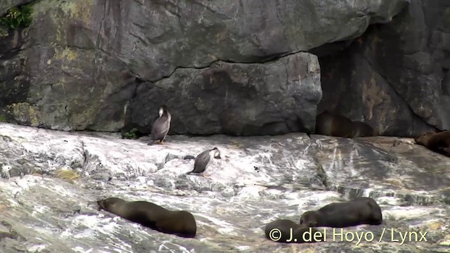 Spotted Shag - ML201433071