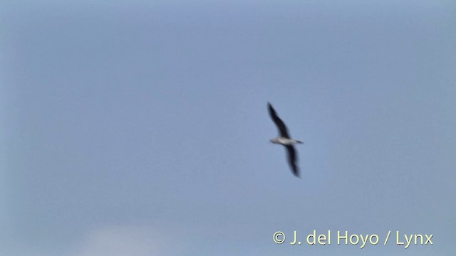 Red-footed Booby - ML201433511