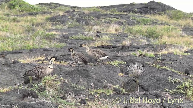 Hawaiian Goose - ML201433691
