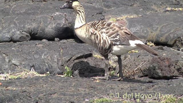 Hawaiian Goose - ML201433751