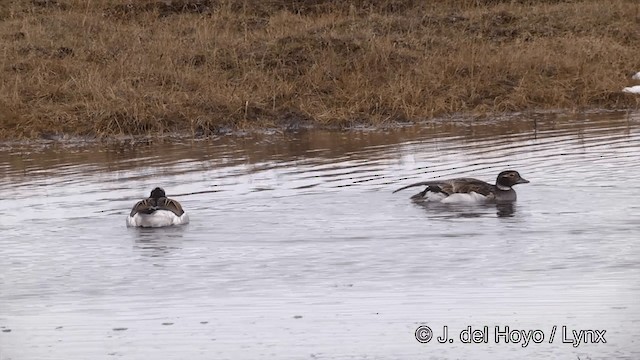 Long-tailed Duck - ML201433841