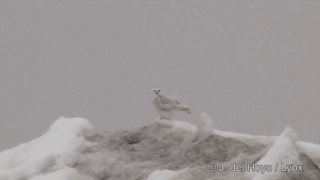 Snowy Owl - ML201434301