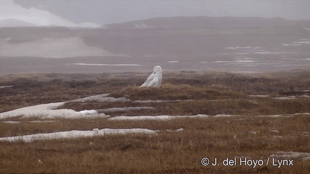 Snowy Owl - ML201434341