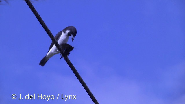 Fiji Woodswallow - ML201434431