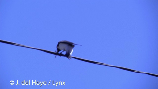 Fiji Woodswallow - ML201434451
