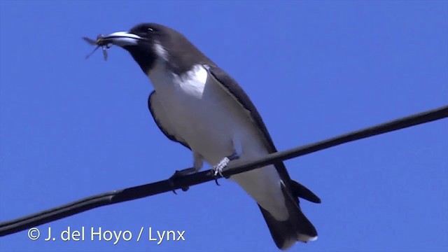 Fiji Woodswallow - ML201434491