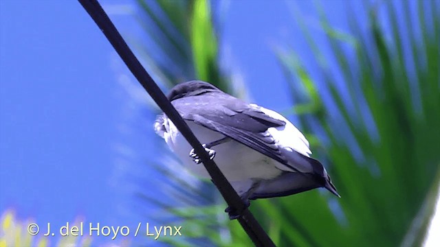 Fiji Woodswallow - ML201434501