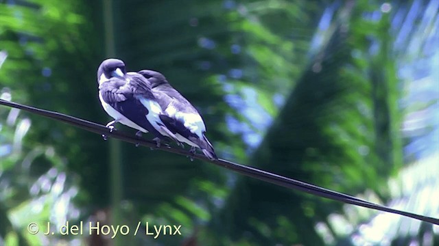 Fiji Woodswallow - ML201434531
