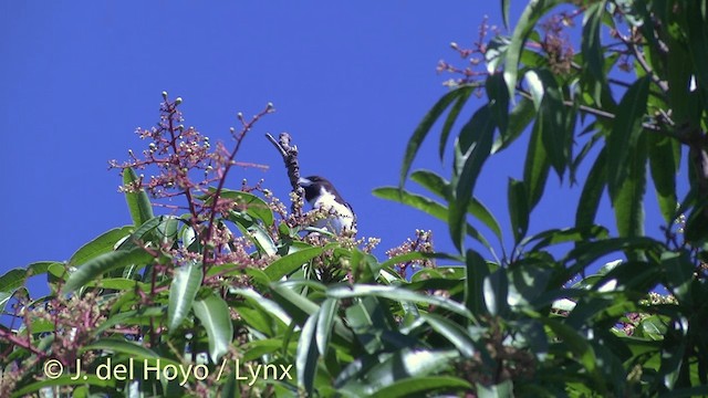 Fiji Woodswallow - ML201434541