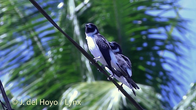 Fiji Woodswallow - ML201434581