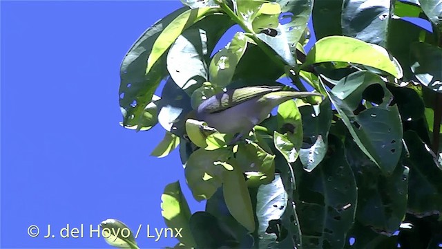 Graumantel-Brillenvogel - ML201434601