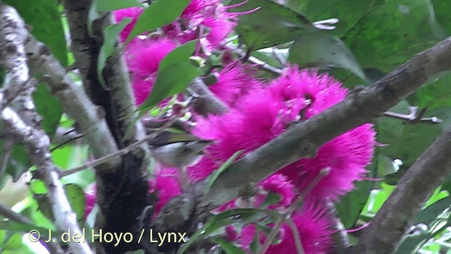 Myzomèle des Fidji - ML201434731