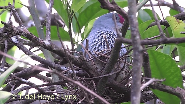 Many-colored Fruit-Dove - ML201434871