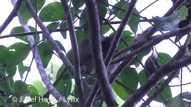 Fiji Shrikebill (Fiji) - ML201434891
