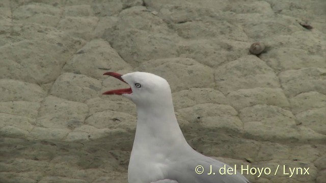 Silver Gull (Red-billed) - ML201435311