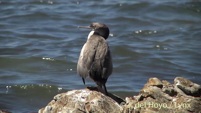 Spotted Shag - ML201435361