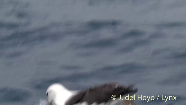 White-capped Albatross (steadi) - ML201435431
