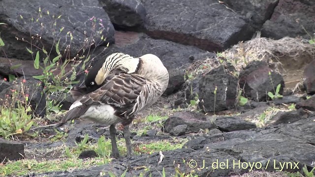 Hawaiian Goose - ML201435491