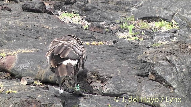 Hawaiian Goose - ML201435511