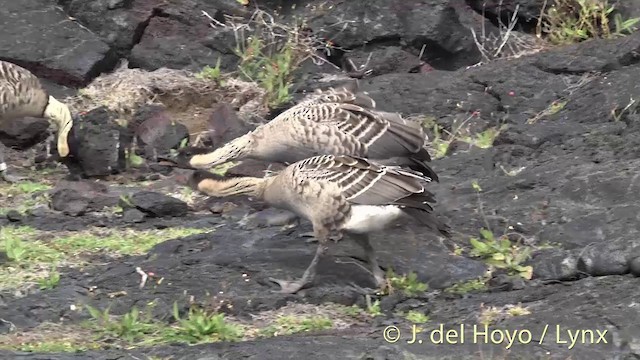 Hawaiian Goose - ML201435531