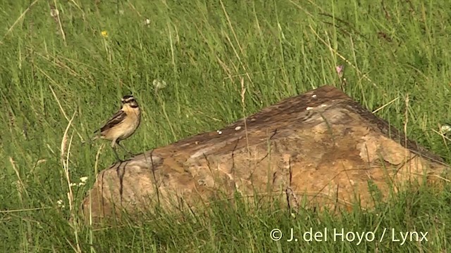 Whinchat - ML201435681