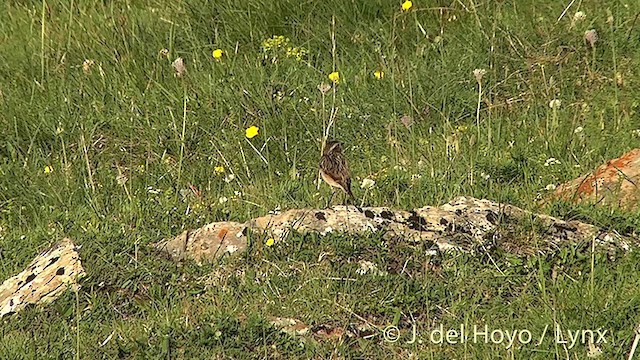 Whinchat - ML201435691