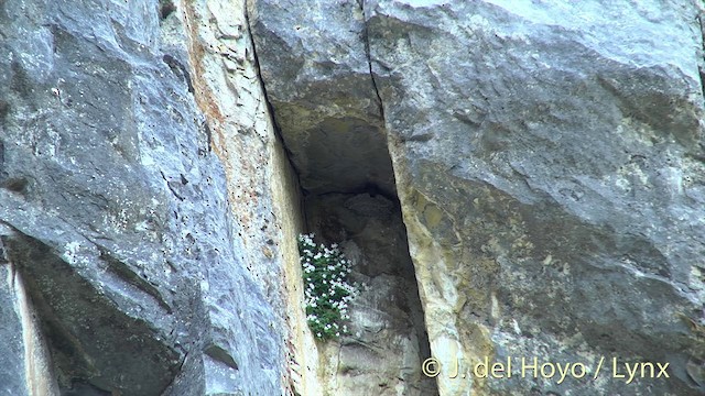 סנונית סלעים - ML201435771