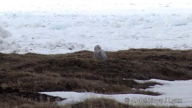 Snowy Owl - ML201436071