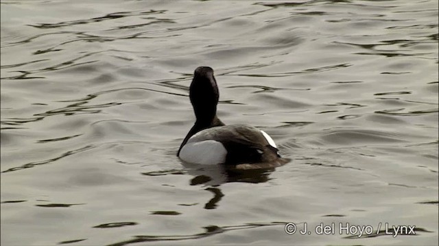 Greater Scaup - ML201436401