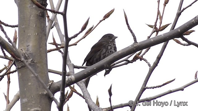 Fox Sparrow (Sooty) - ML201436621