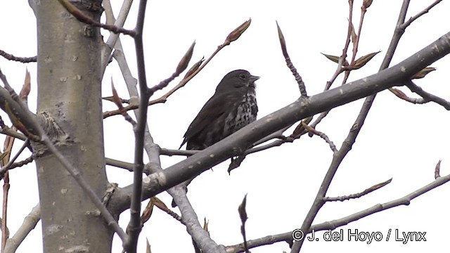 Fox Sparrow (Sooty) - ML201436631